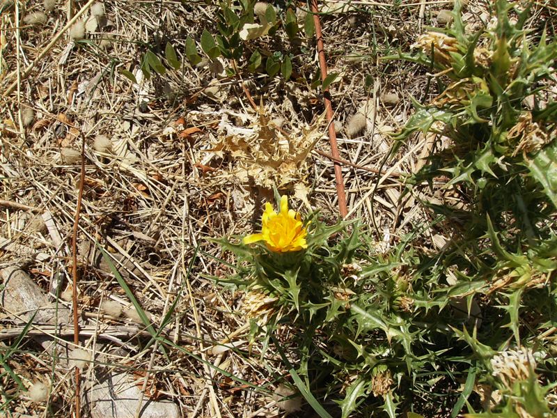 Scolymus hispanicus